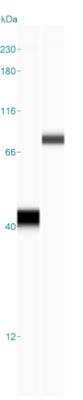 Simple Western: GST Epitope Tag Antibody (6G9B9) [NB100-2196] - Simple Western lane view shows a specific band for GST Epitope Tag in 5 ng/ml of hVAV1-GST, E. coli (left) & hPARK2-GST-conditioned media (right) lysate(s).  This experiment was performed under reducing conditions using the 12 - 230 kDa separation system.