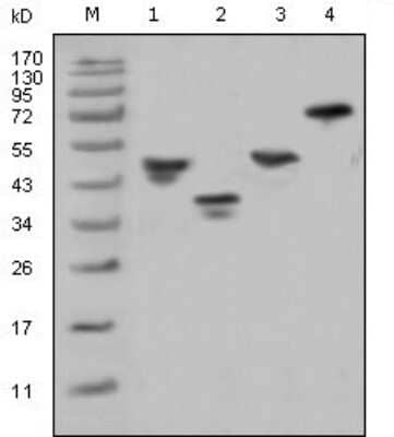 Western Blot: GST Epitope Tag Antibody (6G9B9) [NB100-2196] - Analysis using GST mouse mAb against various fusion protein with GST tag.