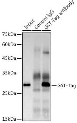 Immunoprecipitation: GST Epitope Tag Antibody (6I7V6) [NBP3-16888] - Immunoprecipitation analysis of 1ug extracts of GST-Tag cells using 3ug GST Epitope Tag antibody (NBP3-16888). Western blot was performed from the immunoprecipitate using GST Epitope Tag antibody (NBP3-16888) at a dilition of 1:1000.