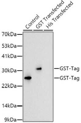 Western Blot: GST Epitope Tag Antibody (6I7V6) [NBP3-16888] - Western blot analysis of extracts of GST protein, using GST-Tag antibody (NBP3-16888) at 1:5000 dilution. Secondary antibody: HRP Goat Anti-Rabbit IgG (H+L) at 1:10000 dilution. Lysates/proteins: 25ug per lane. Blocking buffer: 3% nonfat dry milk in TBST. Detection: ECL Basic Kit. Exposure time: 3s.