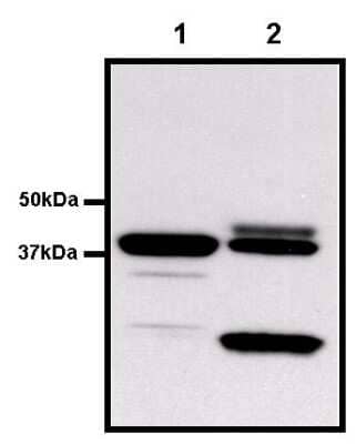 Immunoprecipitation: GST Epitope Tag Antibody (8-326) [NBP2-37824] - Analysis of GST-Shp2 SH2 domain (Lane 2, 39kDa) was performed by mixing 2ug of purified fusion protein with 1 ug of mouse monoclonal antibody recognizing GST overnight on a rocking platform at 4C.