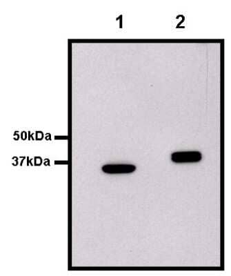 Western Blot: GST Epitope Tag Antibody (8-326) [NBP2-37824] - Analysis of GST-Abl SH2 domain (Lane 1, 35kDa) and GST-Grb2 (Lane 2, 38kDa) SH2 domain was performed by loading 2ug of each purified fusion protein.