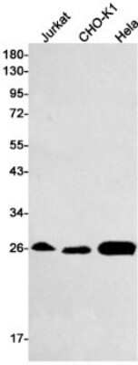 Western Blot: Glutathione S-Transferase mu 1/GSTM1 Antibody (S03-8G2) [NBP3-15037] - Western blot detection of Glutathione S-Transferase mu 1/GSTM1 in Jurkat, CHO-K1, Hela cell lysates using Glutathione S-Transferase mu 1/GSTM1 Rabbit mAb (1:500 diluted). Predicted band size: 26kDa. Observed band size: 26kDa.