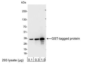 Western Blot: GST Epitope Tag Antibody [NB600-329] - 0.1, 0.3, or 1.0.ug of 293 cell lysate expressing a GST-tag fusion protein. Antibody used at 0.06 ug/ml (1:15,000).