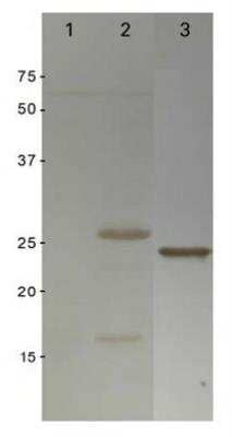 Western Blot: GST Epitope Tag Antibody [NBP2-37820] - Western blot of BL21 (DE3) competent cells transformed with C. jejuni ORF-GST plasmid (uninduced lane 1; IPTG induced lane 2) and recombinant GST protein (lane 3) with anti-GST antibody and goat anti-rabbit HRP secondary