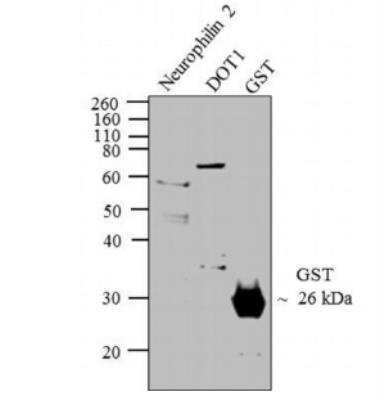 Western Blot: GST Epitope Tag Antibody [NBP2-37820] - Analysis was performed on recombinant proteins (1ug) of Neurophilin 2 (Lane 1), Dot 1 (Lane 2) and GST Tag (Lane 3).  