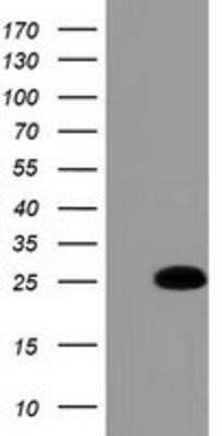 Western Blot: GSTA4 Antibody (OTI3F5) - Azide and BSA Free [NBP2-70856] - HEK293T cells were transfected with the pCMV6-ENTRY control (Left lane) or pCMV6-ENTRY GSTA4 (Right lane) cDNA for 48 hrs and lysed. Equivalent amounts of cell lysates (5 ug per lane) were separated by SDS-PAGE and immunoblotted with anti-GSTA4.