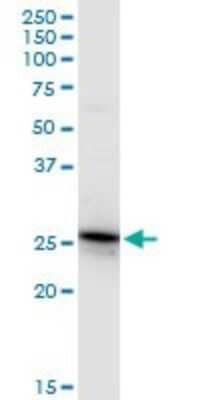 Western Blot GSTA4 Antibody - Azide and BSA Free