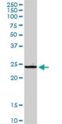 Western Blot GSTA4 Antibody - Azide and BSA Free