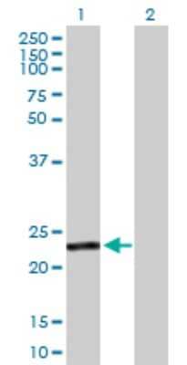 Western Blot GSTA4 Antibody - Azide and BSA Free