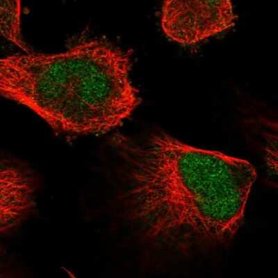 Immunocytochemistry/ Immunofluorescence GSTCD Antibody - BSA Free
