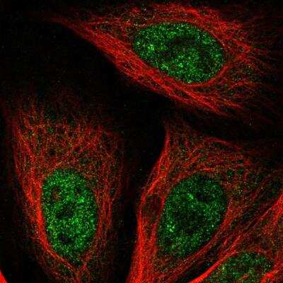 Immunocytochemistry/Immunofluorescence: GSTCD Antibody [NBP2-76556] - Staining of human cell line U-2 OS shows localization to nucleoplasm. Antibody staining is shown in green.