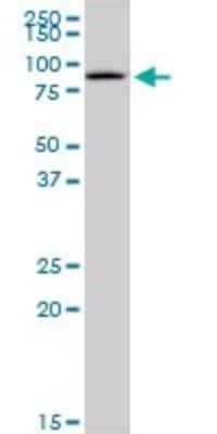 Western Blot GSTCD Antibody - Azide and BSA Free
