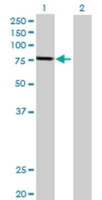 Western Blot: GSTCD Antibody [H00079807-B01P] - Analysis of GSTCD expression in transfected 293T cell line by GSTCD polyclonal antibody.  Lane 1: FLJ13273 transfected lysate(69.52 KDa). Lane 2: Non-transfected lysate.