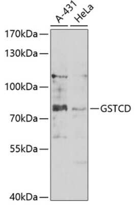 Western Blot: GSTCD Antibody [NBP3-04623] - Analysis of extracts of various cell lines, using GSTCD antibody at 1:1000 dilution. Secondary antibody: HRP Goat Anti-Rabbit IgG (H+L) at 1:10000 dilution. Lysates/proteins: 25ug per lane. Blocking buffer: 3% nonfat dry milk in TBST. Detection: ECL Basic Kit