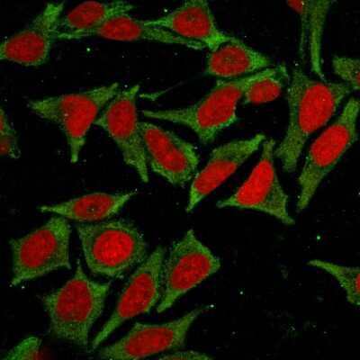 Immunocytochemistry/Immunofluorescence: GSTM2 Antibody (CPTC-GSTMu2-2) - Azide and BSA Free [NBP3-08255] - Immunofluorescence Analysis of MeOH-fixed HeLa cells labeling GSTM2 with GSTM2 Mouse Monoclonal Antibody (CPTC-GSTM2-2) followed by goat anti- Mouse IgG-CF488 (Green). The nuclear counterstain is RedDot (Red).