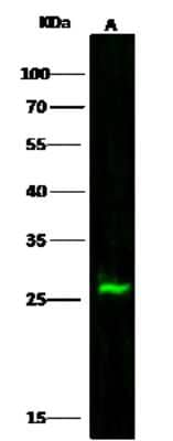 Western Blot: GSTM2 Antibody [NBP2-99918] - Anti-GSTM2 rabbit polyclonal antibody at 1:500 dilution. Lane A: 293T Whole Cell Lysate. Lysates/proteins at 30 µg per lane. Secondary: Goat Anti-Rabbit IgG H&L (Dylight800)  at 1/10000 dilution. Developed using the Odyssey technique. Performed under reducing conditions. Predicted band size: 26 kDa, Observed band size: 26 kDa.