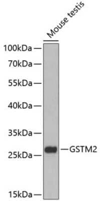 Western Blot: GSTM2 Antibody [NBP3-04532] - Analysis of extracts of mouse testis, using GSTM2 antibody at 1:1000 dilution. Secondary antibody: HRP Goat Anti-Rabbit IgG (H+L) at 1:10000 dilution. Lysates/proteins: 25ug per lane. Blocking buffer: 3% nonfat dry milk in TBST.