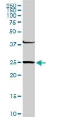 Western Blot: GSTM4 Antibody [H00002948-D01P] - Analysis of GSTM4 expression in human liver.