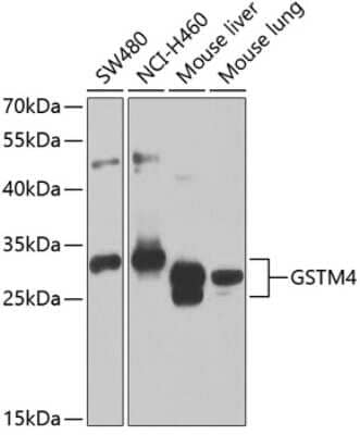 Western Blot: GSTM4 Antibody [NBP3-04533] - Analysis of extracts of various cell lines, using GSTM4 antibody at 1:1000 dilution. Secondary antibody: HRP Goat Anti-Rabbit IgG (H+L) at 1:10000 dilution. Lysates/proteins: 25ug per lane. Blocking buffer: 3% nonfat dry milk in TBST. Detection: ECL Enhanced Kit