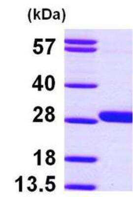 Western Blot: GSTM4 Protein [NBP1-45301] - 15% SDS-PAGE (3ug)