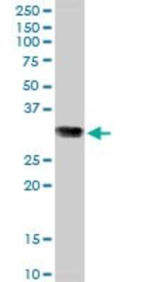 Western Blot: GSTO1 Antibody [H00009446-B01P] - Analysis of GSTO1 expression in HeLa.