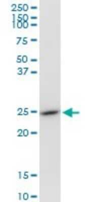 Western Blot: GSTO1 Antibody [H00009446-B01P] - Analysis of GSTO1 expression in NIH/3T3.
