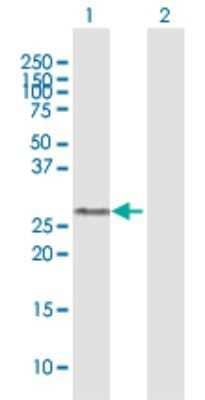 Western Blot: GSTO1 Antibody [H00009446-B01P] - Analysis of GSTO1 expression in transfected 293T cell line by GSTO1 polyclonal antibody.  Lane 1: GSTO1 transfected lysate(26.51 KDa). Lane 2: Non-transfected lysate.