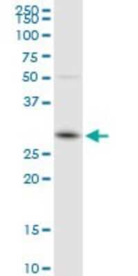 Western Blot: GSTO1 Antibody [H00009446-D01P] - Analysis of GSTO1 expression in Jurkat.