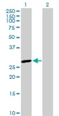 Western Blot: GSTO1 Antibody [H00009446-D01P] - Analysis of GSTO1 expression in transfected 293T cell line by GSTO1 polyclonal antibody.Lane 1: GSTO1 transfected lysate(27.60 KDa).Lane 2: Non-transfected lysate.