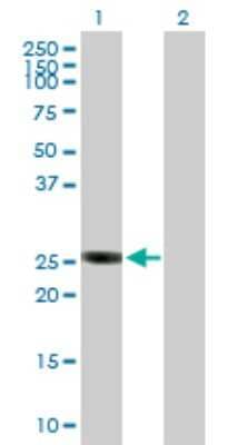 Western Blot: GSTO2 Antibody [H00119391-B01P] - Analysis of GSTO2 expression in transfected 293T cell line by GSTO2 polyclonal antibody.  Lane 1: GSTO2 transfected lysate(26.73 KDa). Lane 2: Non-transfected lysate.