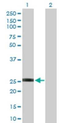 Western Blot: GSTO2 Antibody [H00119391-D01P] - Analysis of GSTO2 expression in transfected 293T cell line by GSTO2 polyclonal antibody.Lane 1: GSTO2 transfected lysate(28.30 KDa).Lane 2: Non-transfected lysate.