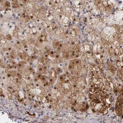 Immunohistochemistry-Paraffin: GSTT2B Antibody [NBP1-86186] - Staining of human adrenal gland shows cytoplasmic and nuclear positivity in glandular cells.