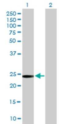 Western Blot: GSTT2 Antibody [H00002953-B01P] - Analysis of GSTT2 expression in transfected 293T cell line by GSTT2 polyclonal antibody.  Lane 1: GSTT2 transfected lysate(26.84 KDa). Lane 2: Non-transfected lysate.