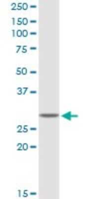 Western Blot: GSTT2 Antibody [H00002953-D01P] - Analysis of GSTT2 expression in PC-12.