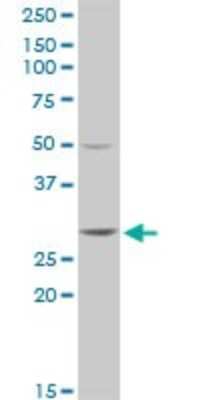 Western Blot: GSTT2 Antibody [H00002953-D01P] - Analysis of GSTT2 expression in Raw 264.7.