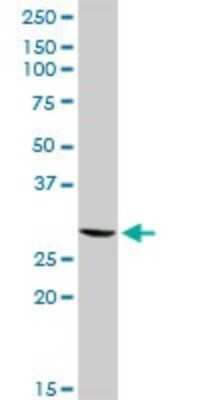 Western Blot: GSTT2 Antibody [H00002953-D01P] - Analysis of GSTT2 expression in NIH/3T3.