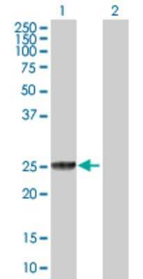 Western Blot: GSTT2 Antibody [H00002953-D01P] - Analysis of GSTT2 expression in transfected 293T cell line by GSTT2 polyclonal antibody.Lane 1: GSTT2 transfected lysate(27.50 KDa).Lane 2: Non-transfected lysate.