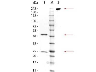 SDS-Page: GSTZ1 Antibody (24E9.G9.G8) [NBP2-44177] - Lane 1: Reduced Mouse anti-GSTZ1 Monoclonal Antibody. Lane 2: 3 UL OPAL Pre-stained Marker. Lane 3: Non-reduced Mouse anti-GSTZ1 Monoclonal Antibody. Load: 1 Ug per lane. Predicted/Observed size: Non-reduced at 160 kDa/observed at 180-200 kDa; Reduced at 55, 25 kDa. Non-reduced migrates at slightly higher molecular weight.