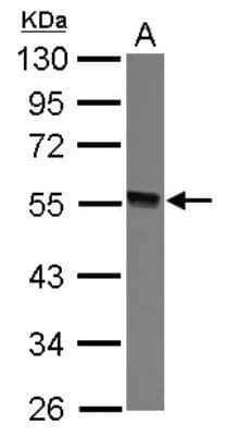 Western Blot: GTDC1 Antibody [NBP2-16758] - Sample (30 ug of whole cell lysate) A: 293T 10% SDS PAGE gel, diluted at 1:3000.