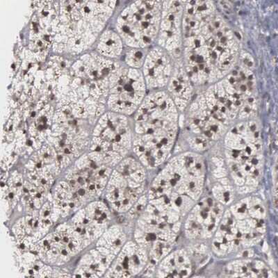 Immunohistochemistry-Paraffin: GTF2A1 Antibody [NBP1-86953] - Staining of human adrenal gland shows nuclear positivity in cortical cells.