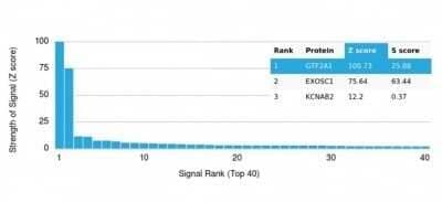 Protein Array: GTF2A1 Antibody (PCRP-GTF2A1-1F2) - Azide and BSA Free [NBP3-14054] - Analysis of Protein Array containing more than 19,000 full-length human proteins using GTF2A1 Antibody (PCRP-GTF2A1-1F2).