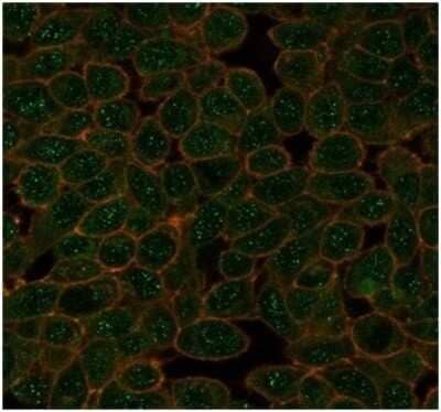 Immunocytochemistry/Immunofluorescence: GTF2A1 Antibody (PCRP-GTF2A1-1F2) [NBP3-13933] - Immunofluorescence Analysis of PFA-fixed HeLa cells stained using GTF2A1 Antibody (PCRP-GTF2A1-1F2) followed by goat anti-mouse IgG-CF488 (green). CF640A phalloidin (red).