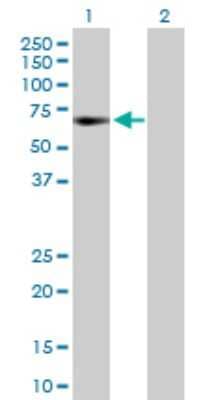 Western Blot: GTF2A1 Antibody [H00002957-D01P] - Analysis of GTF2A1 expression in transfected 293T cell line by GTF2A1 polyclonal antibody.Lane 1: GTF2A1 transfected lysate(41.50 KDa).Lane 2: Non-transfected lysate.