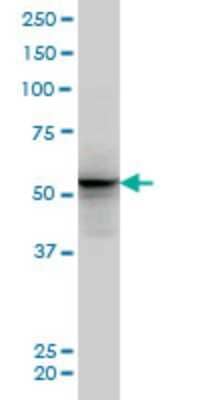 Western Blot: GTF2A1L Antibody (5B9) [H00011036-M04] - Analysis of ALF expression in PC-12 (Cat # L012V1).