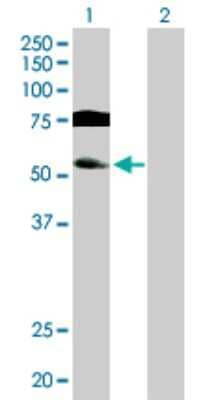 Western Blot: GTF2A1L Antibody [H00011036-D01P] - Analysis of GTF2A1L expression in transfected 293T cell line by GTF2A1L polyclonal antibody.Lane 1: GTF2A1L transfected lysate(52.40 KDa).Lane 2: Non-transfected lysate.