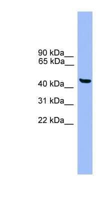 Western Blot: GTF2A1L Antibody [NBP1-69206] - Titration: 0.2-1 ug/ml, Positive Control: Human heart.