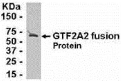 Western Blot: GTF2A2 Antibody [NB100-75367] - E coli-derived fusion protein as test antigen. Affinity-purified IgY dilution: 1:2000, Goat anti-IgY-HRP dilution: 1:1000. Colorimetric method for signal development. ( anti-GTF2A2 )