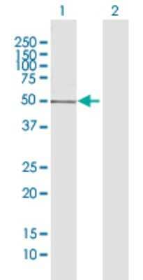 Western Blot: GTF2H2 Antibody [H00002966-D01P] - Analysis of GTF2H2 expression in transfected 293T cell line by GTF2H2 polyclonal antibody.Lane 1: GTF2H2 transfected lysate(44.40 KDa).Lane 2: Non-transfected lysate.
