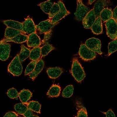 Immunocytochemistry/Immunofluorescence: GTF2H2D Antibody (PCRP-GTF2H2C-2C9) [NBP3-08896] - Immunofluorescence analysis of PFA-fixed HeLa cells. GTF2H2D Mouse Monoclonal Antibody (PCRP-GTF2H2D-2C9) followed by goat anti- Mouse IgG-CF488 (green); phalloidin (red).